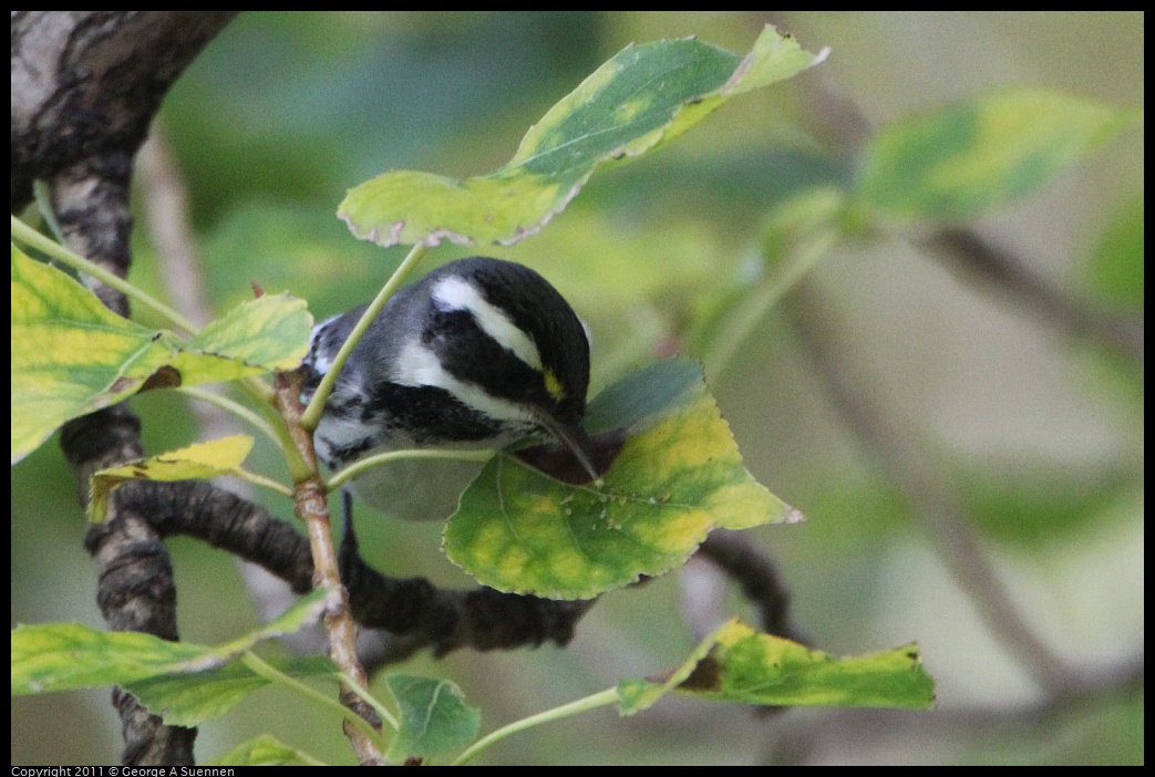 1127-151157-01.jpg - Black-throated Gray Warbler