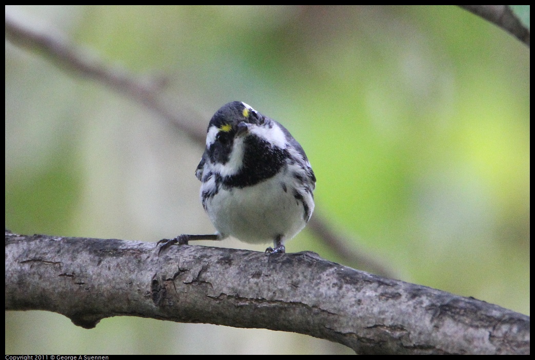 1127-151231-01.jpg - Black-throated Gray Warbler