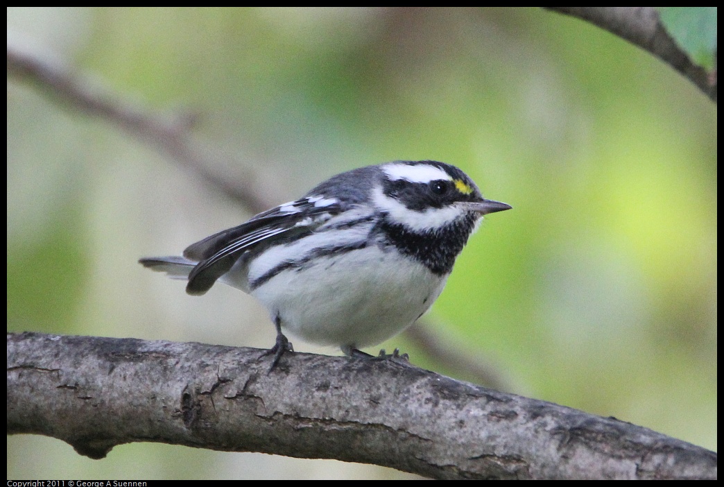 1127-151235-02.jpg - Black-throated Gray Warbler