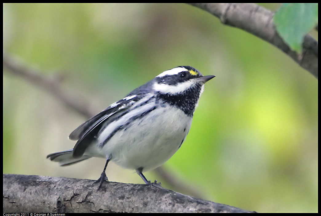 1127-151235-04.jpg - Black-throated Gray Warbler