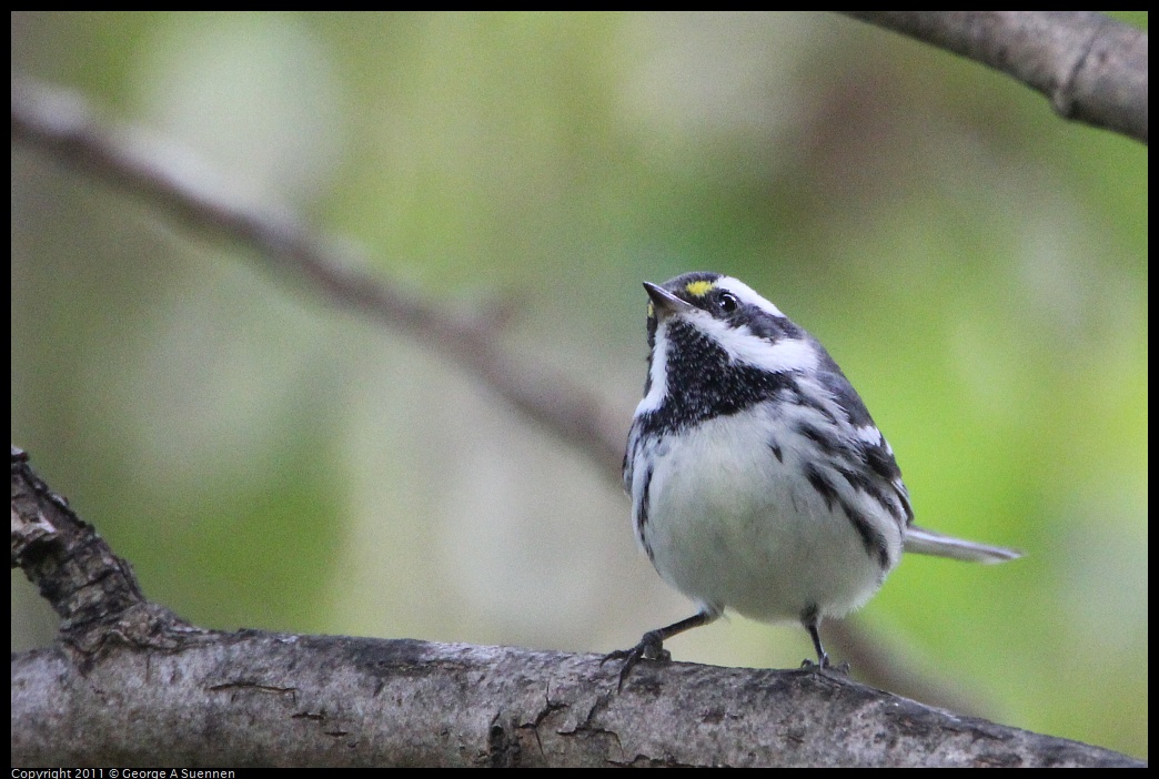 1127-151237-01.jpg - Black-throated Gray Warbler