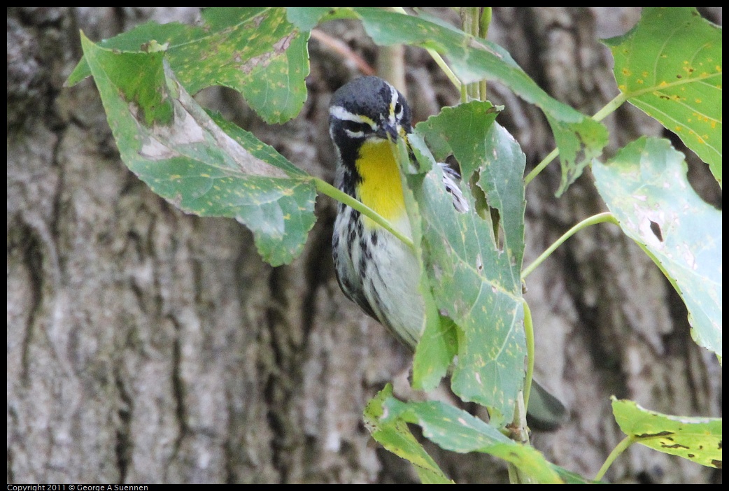 1127-151323-02.jpg - Yellow-throated Warbler