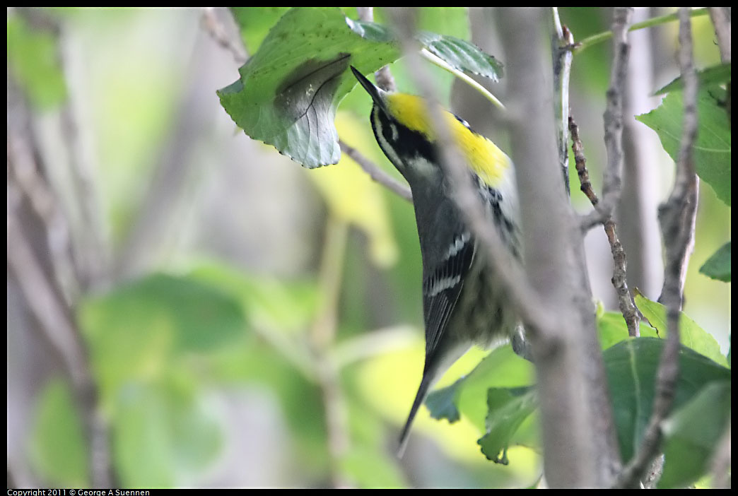 1127-151443-02.jpg - Yellow-throated Warbler