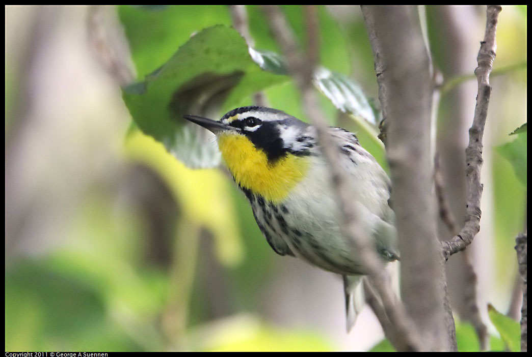 1127-151458-01.jpg - Yellow-throated Warbler