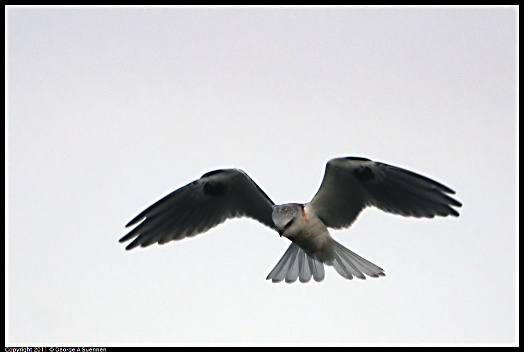 1127-162509-01.jpg - White-tailed Kite