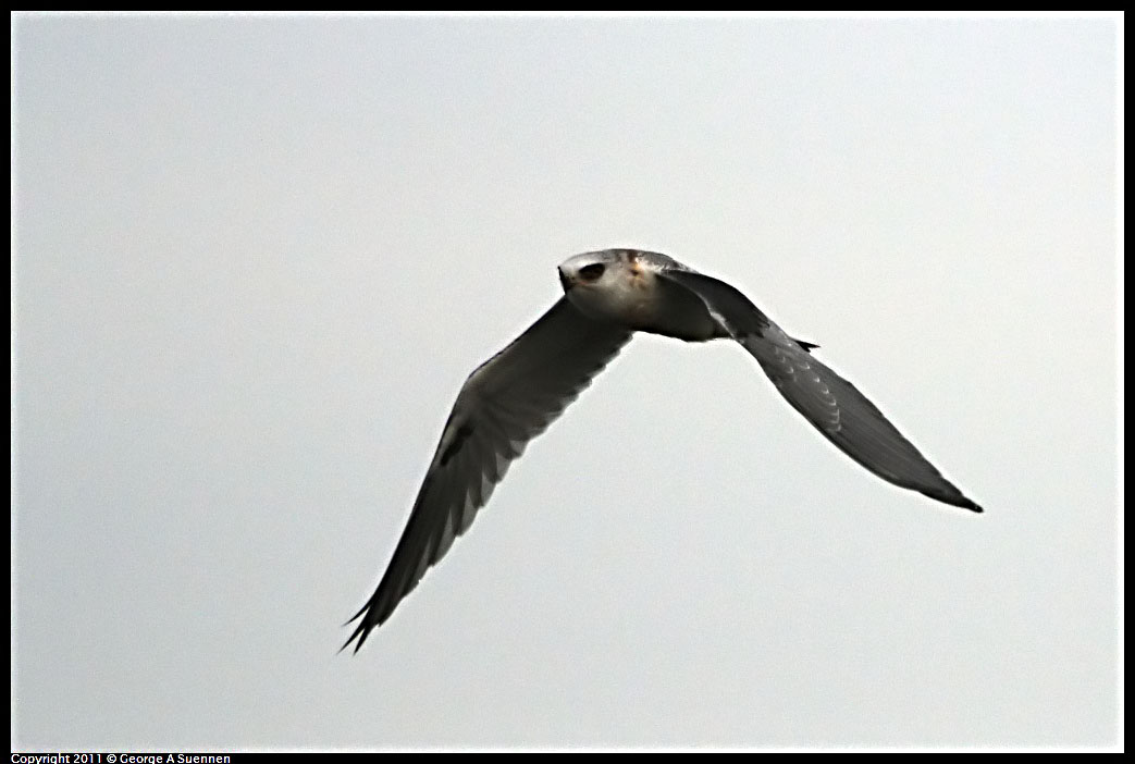 1127-162517-02.jpg - White-tailed Kite