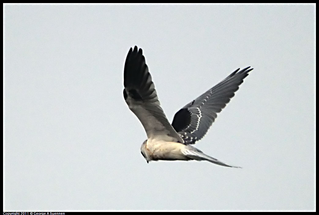 1127-162541-01.jpg - White-tailed Kite
