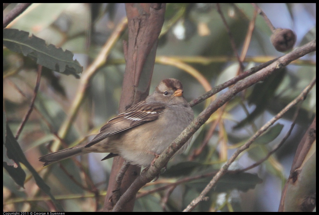 1129-135209-01.jpg - White-crowned Sparrow