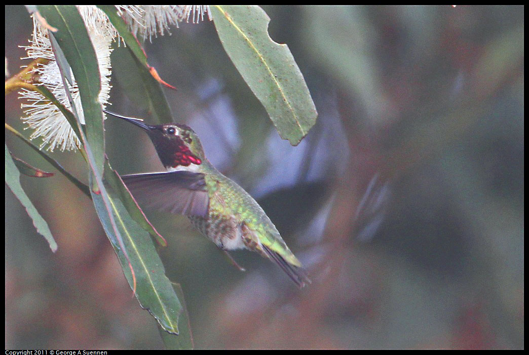 1129-135502-02.jpg - Anna's Hummingbird