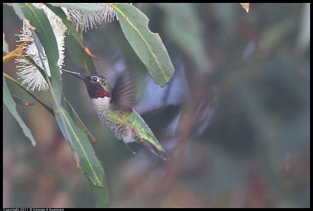 1129-135503-01.jpg - Anna's Hummingbird
