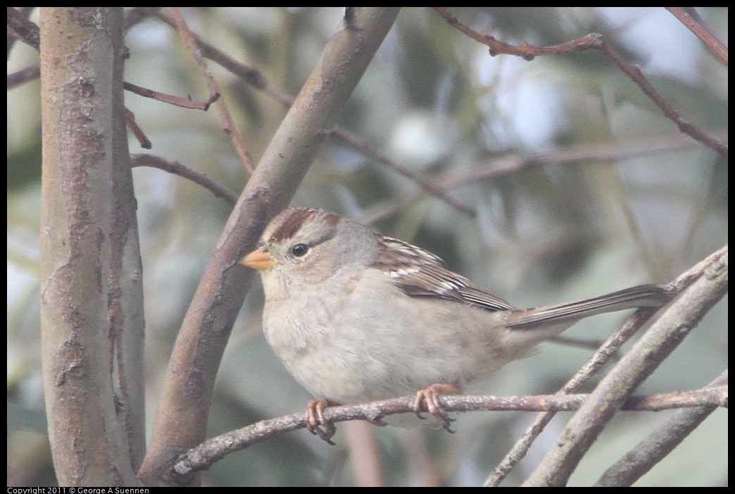 1129-135553-01.jpg - White-crowned Sparrow