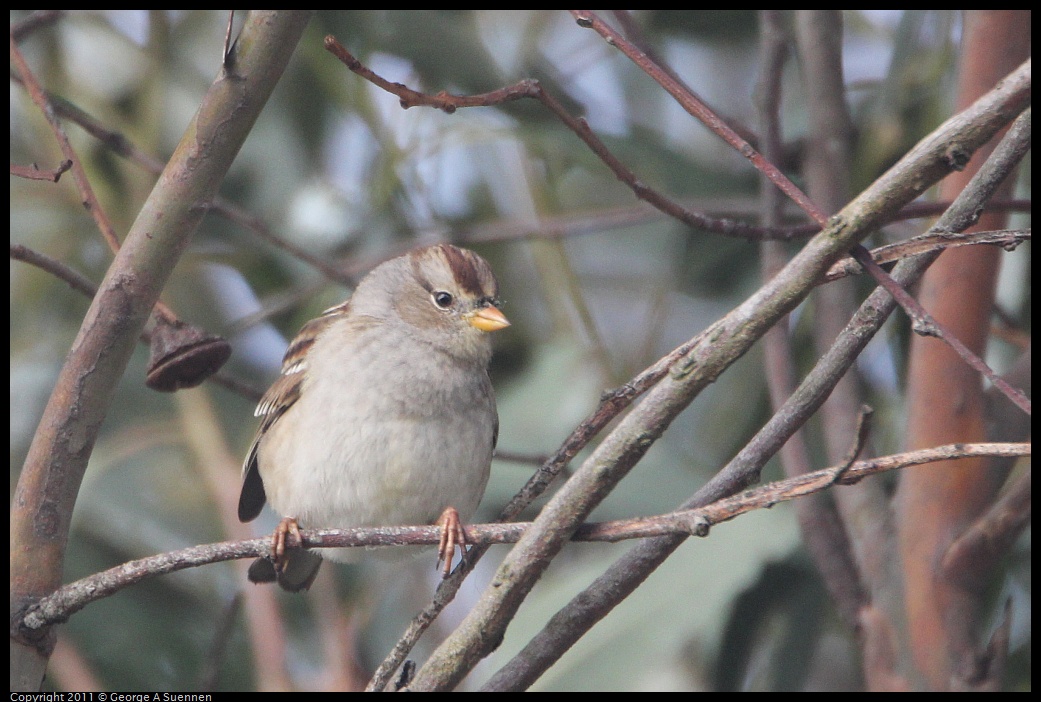 1129-135559-01.jpg - White-crowned Sparrow