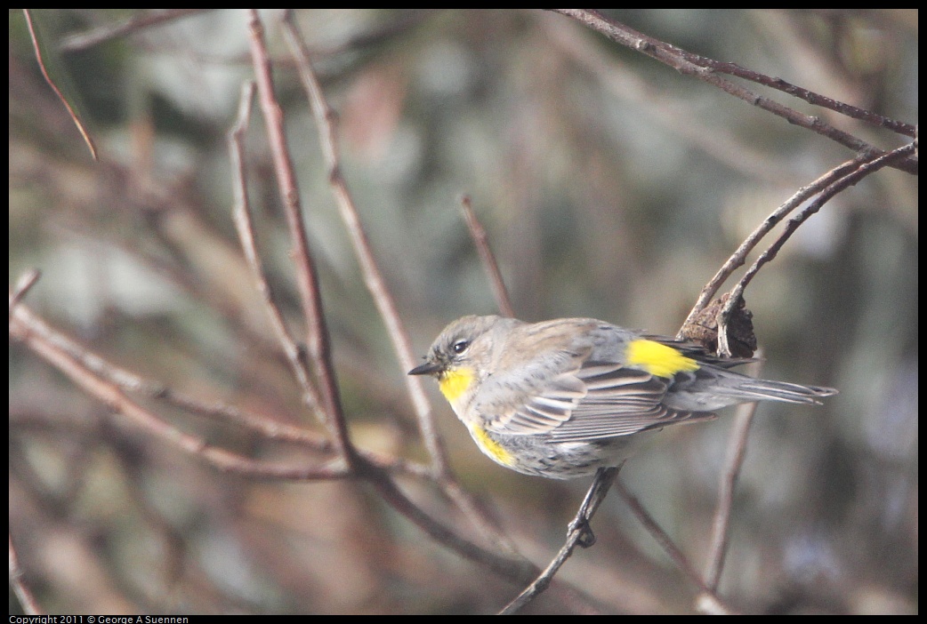 1129-135739-01.jpg - Yellow-rumped Warbler