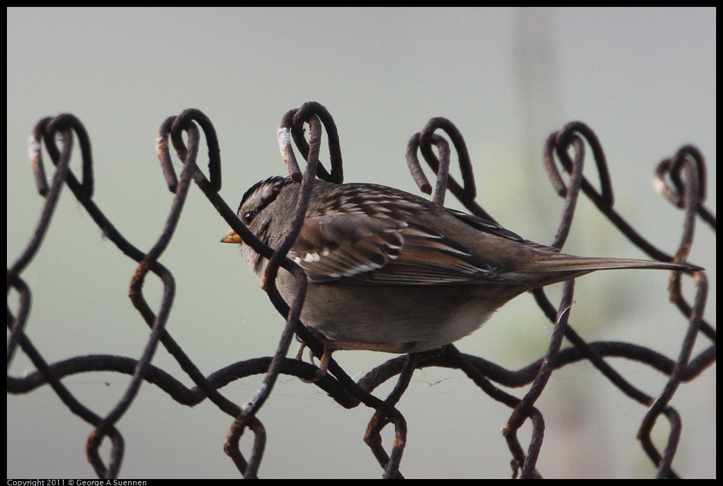 1129-135909-03.jpg - White-crowned Sparrow