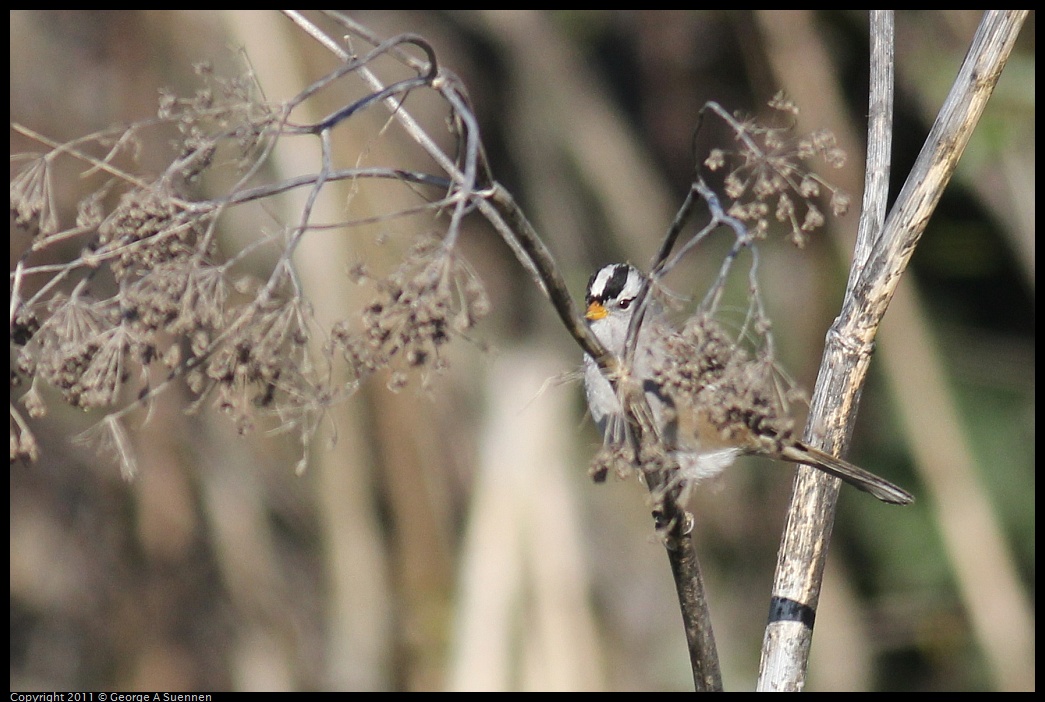 1203-100106-01.jpg - White-crowned Sparrow