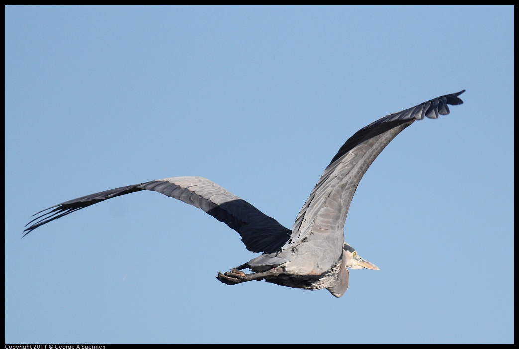 1203-101140-01.jpg - Great Blue Heron