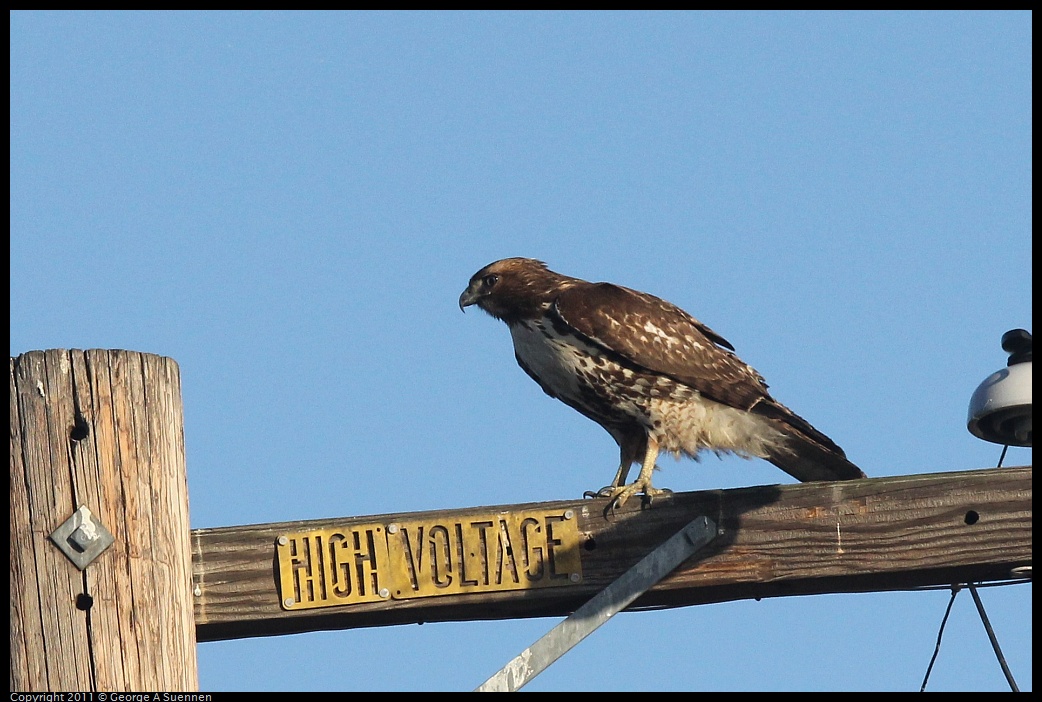 1203-153725-01.jpg - Red-tailed Hawk
