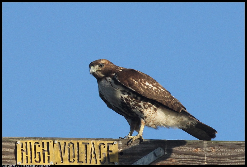 1203-153745-04.jpg - Red-tailed Hawk