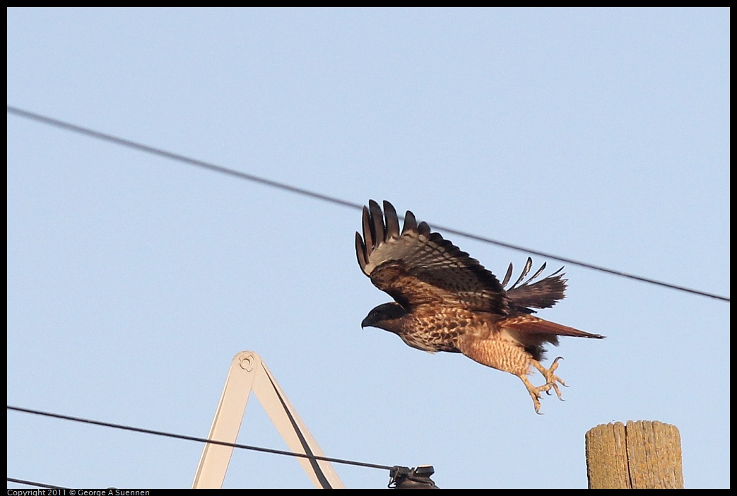 1203-154517-03.jpg - Red-tailed Hawk