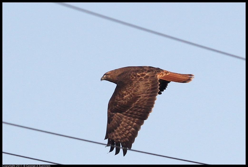 1203-154518-03.jpg - Red-tailed Hawk