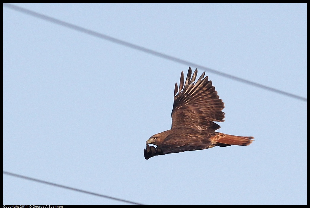 1203-154518-04.jpg - Red-tailed Hawk
