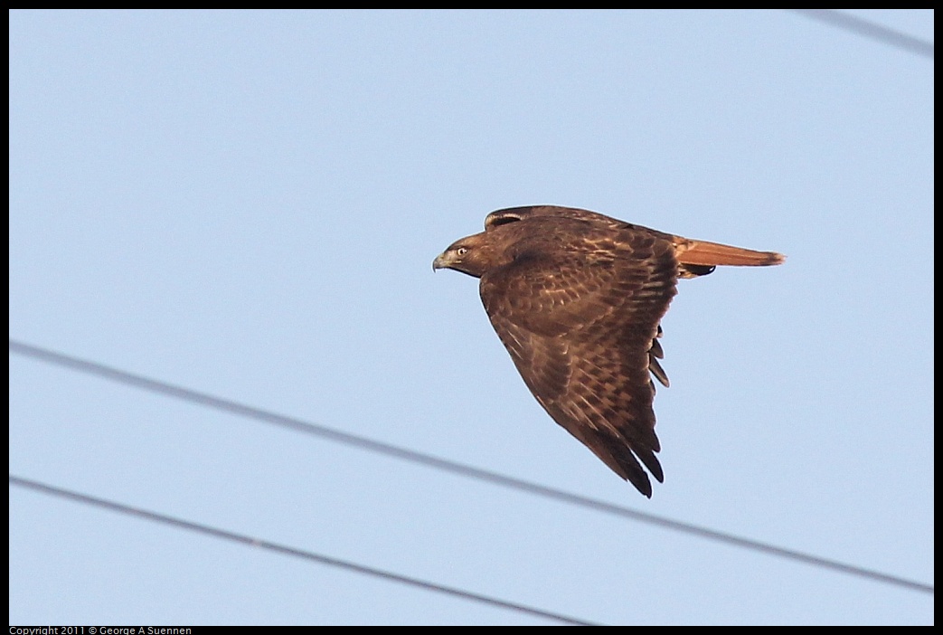 1203-154519-01.jpg - Red-tailed Hawk