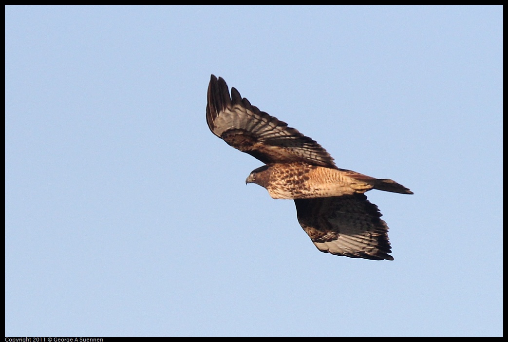 1203-154523-01.jpg - Red-tailed Hawk