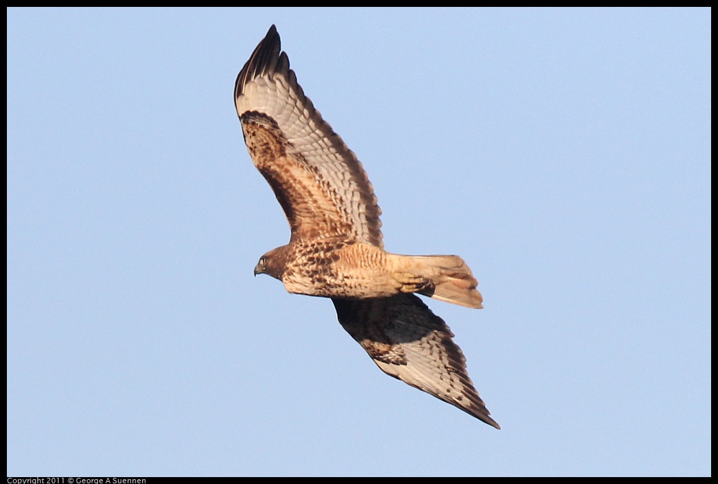 1203-154523-02.jpg - Red-tailed Hawk