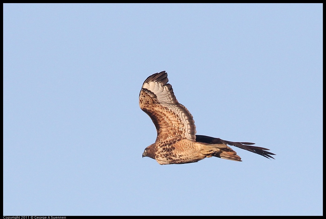 1203-154523-04.jpg - Red-tailed Hawk
