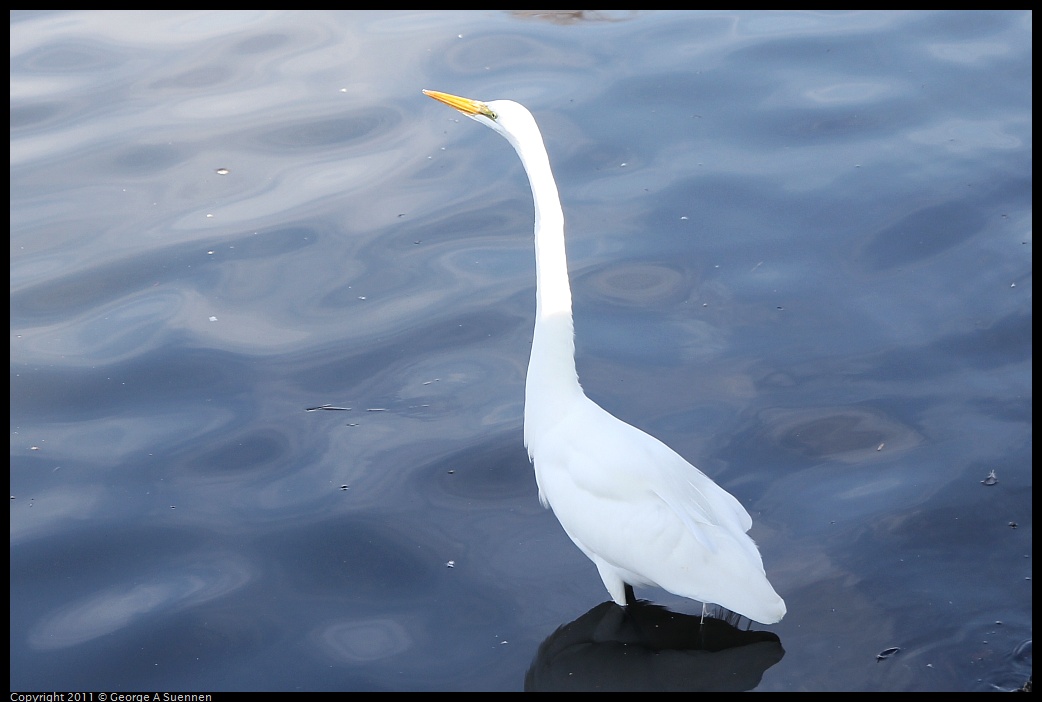 1207-093735-02.jpg - Great Egret