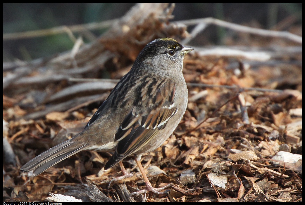 1211-105957-02.jpg - Golden-crowned Sparrow