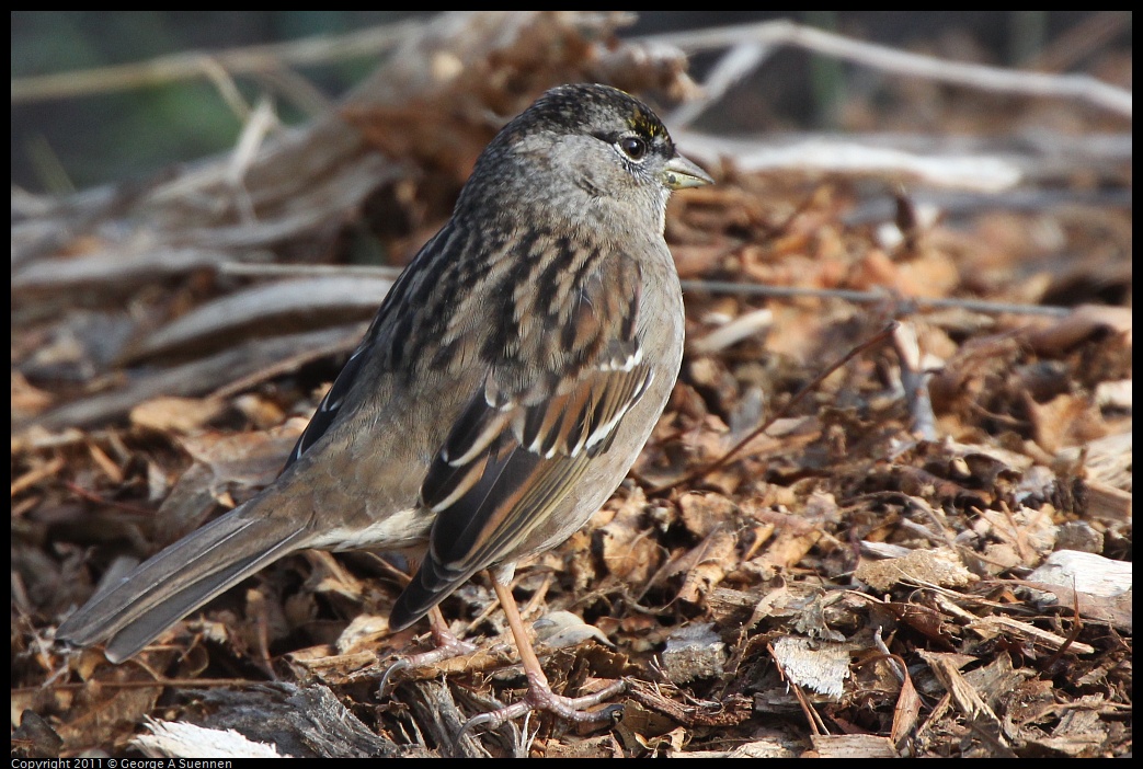 1211-110001-01.jpg - Golden-crowned Sparrow