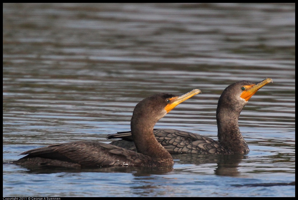 1211-110433-01.jpg - Double-crested Cormorants