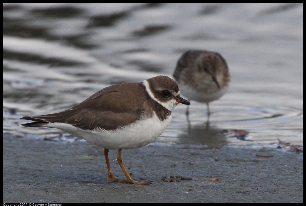 1211-113340-01.jpg - Semipalmated Plover