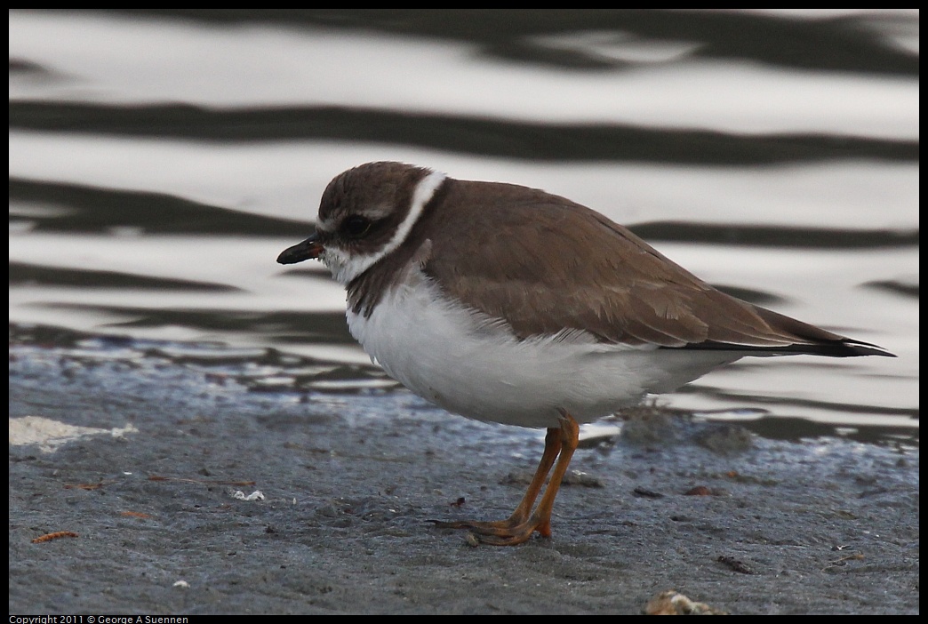 1211-113504-01.jpg - Semipalmated Plover