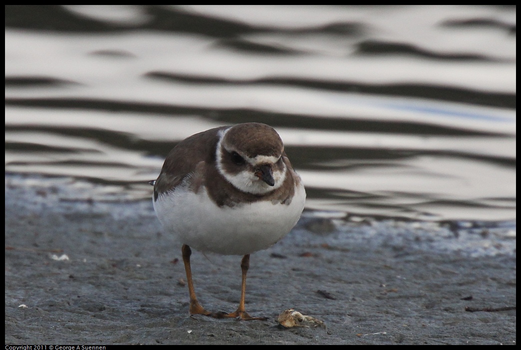 1211-113509-01.jpg - Semipalmated Plover