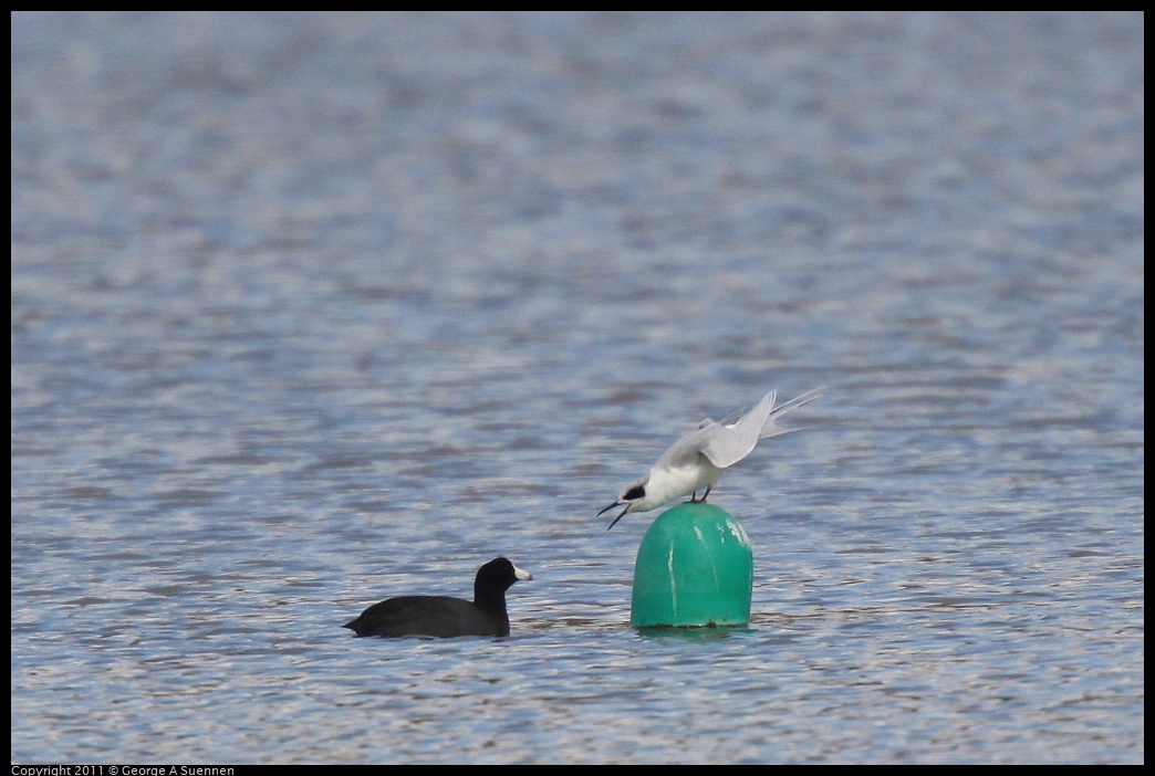 1211-114158-03.jpg - American Coot and Foster's Tern