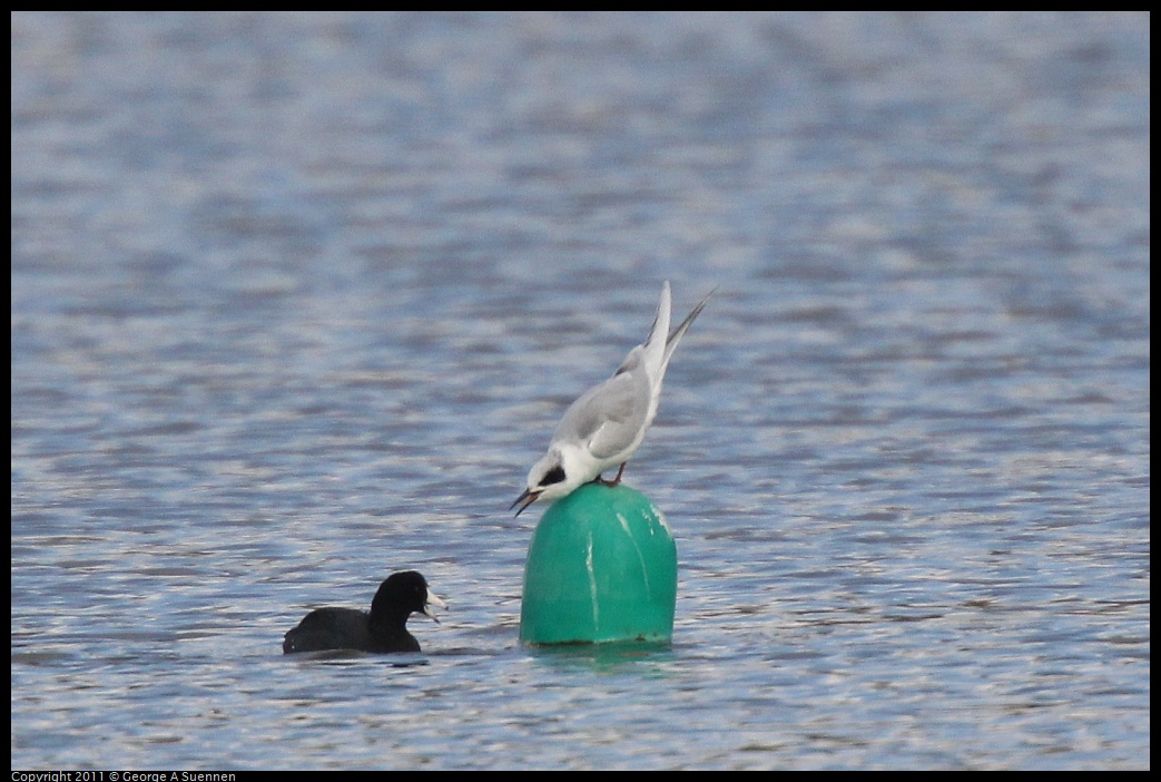 1211-114201-02.jpg - American Coot and Foster's Tern