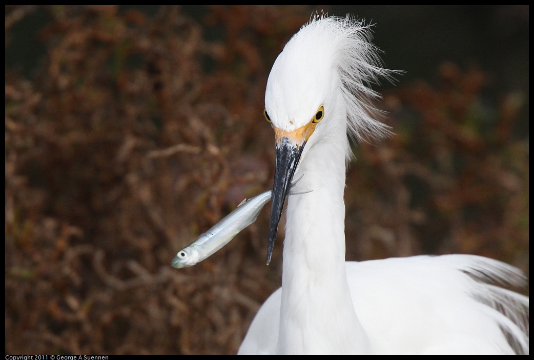 1212-133901-01.jpg - Snowy Egret