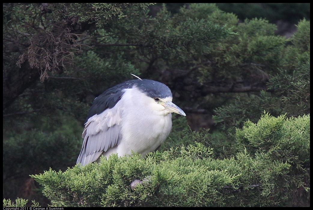 1212-135330-01.jpg - Black-crowned Night Heron