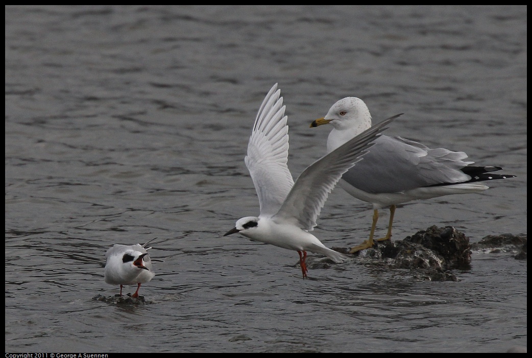 1212-141937-01.jpg - Foster's Tern with Ring-billed Gull