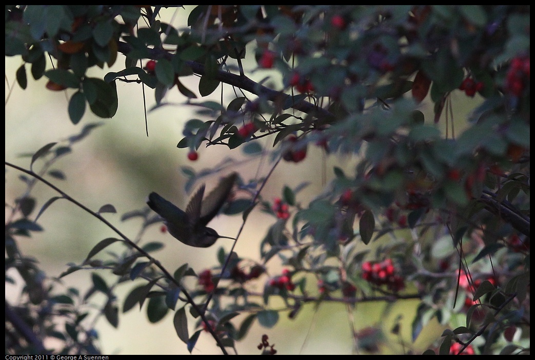 1216-134155-02.jpg - Anne's Hummingbird