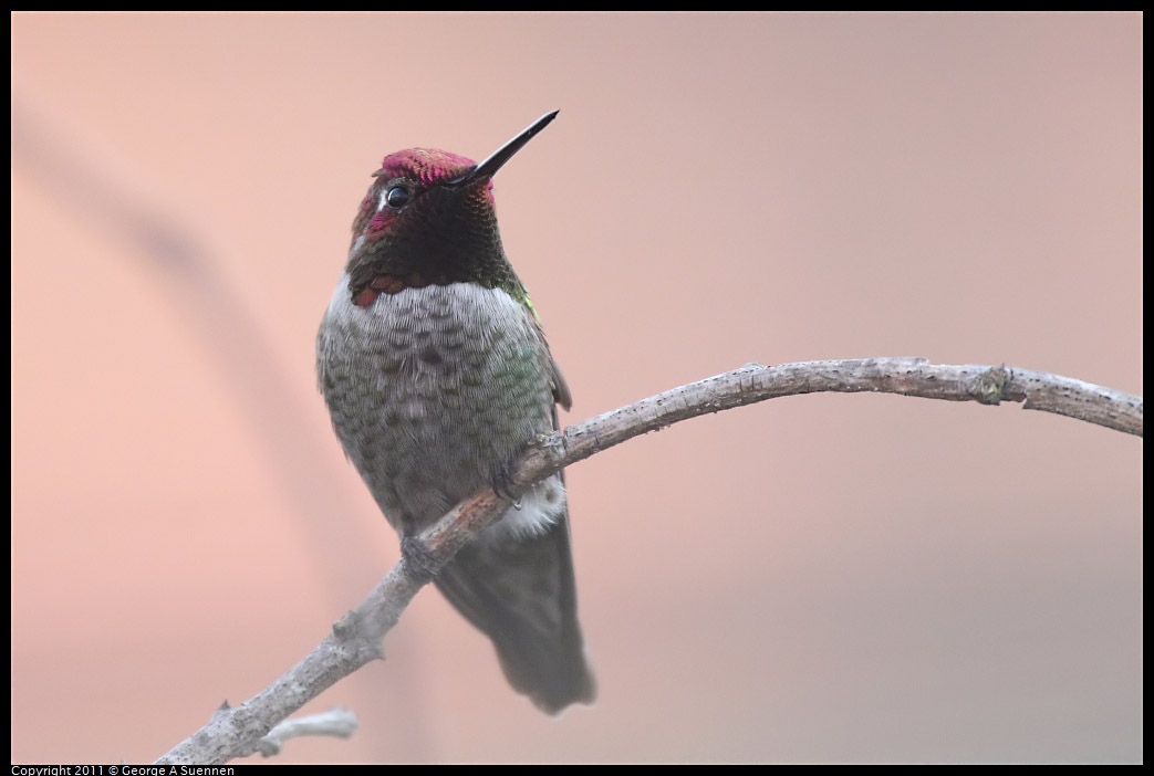 1217-164142-01.jpg - Anna's Hummingbird