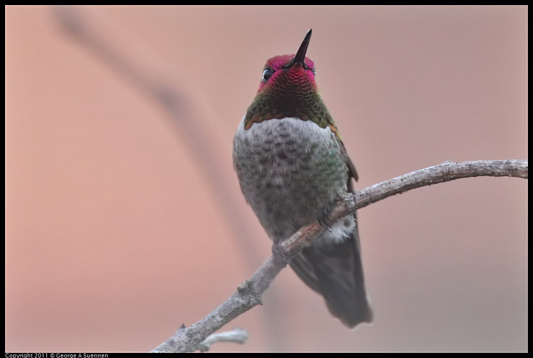 1217-164202-01.jpg - Anna's Hummingbird