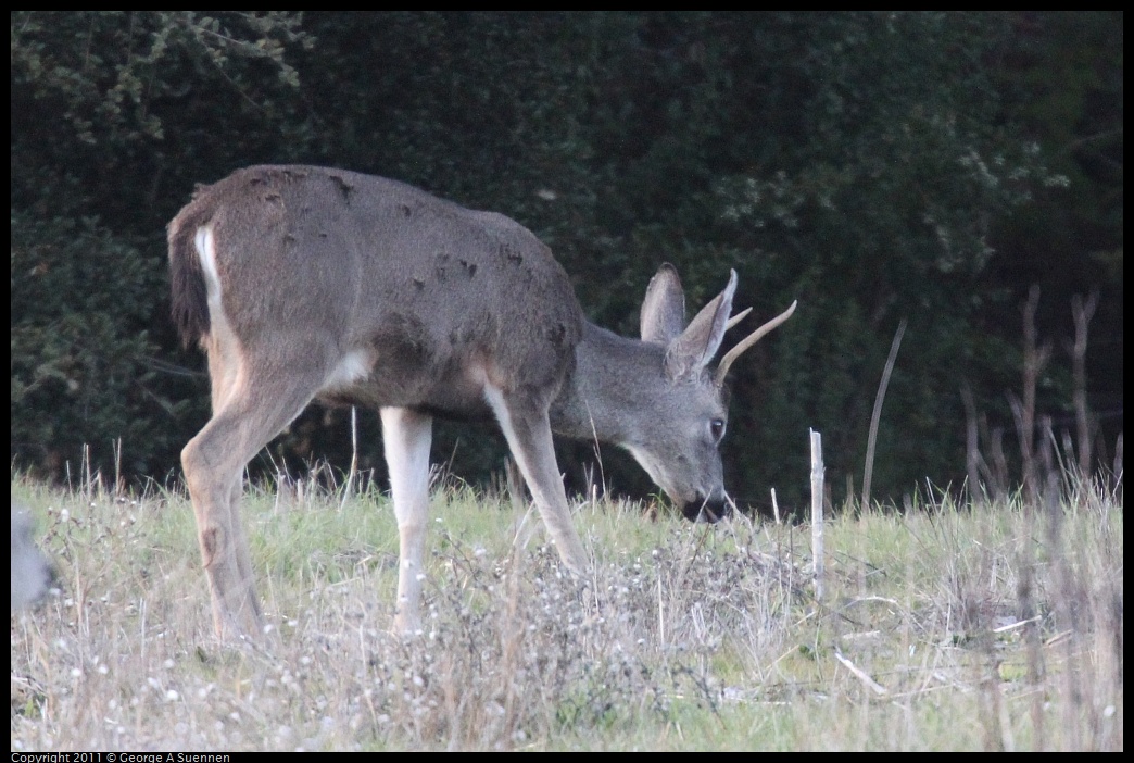 1218-153332-02.jpg - Mule Deer