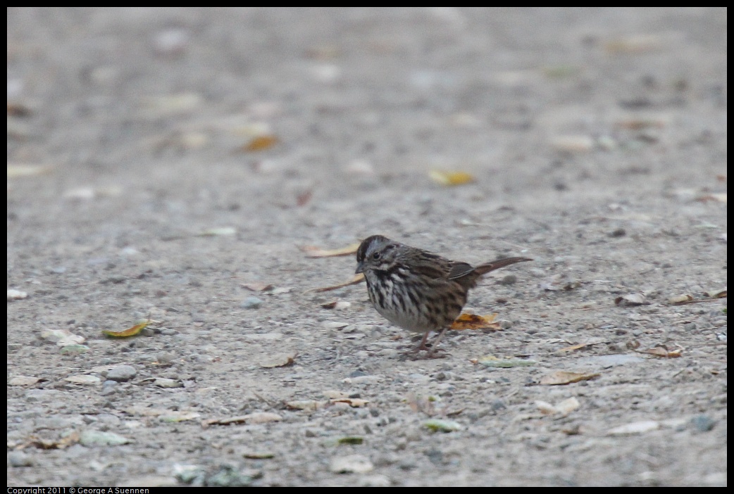 1221-153914-03.jpg - Song Sparrow