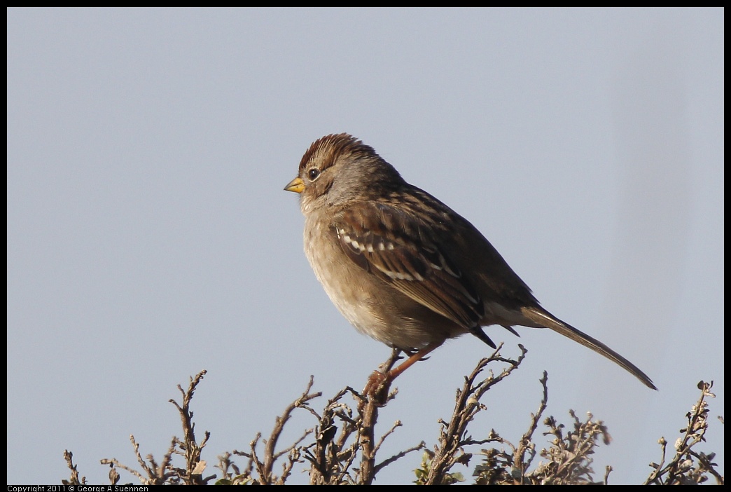 1225-112356-01.jpg - White-crowned Sparrow