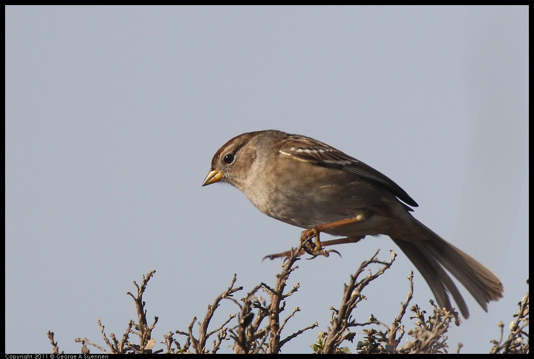 1225-112358-01.jpg - White-crowned Sparrow