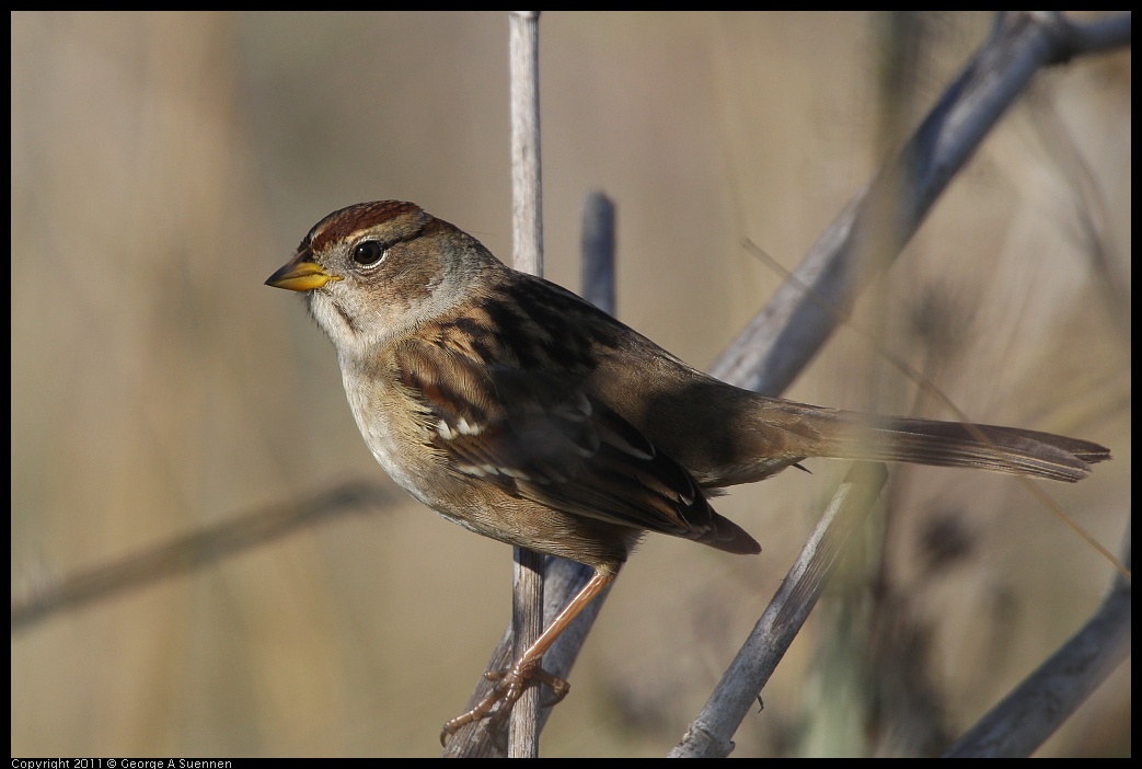 1225-113133-01.jpg - White-crowned Sparrow