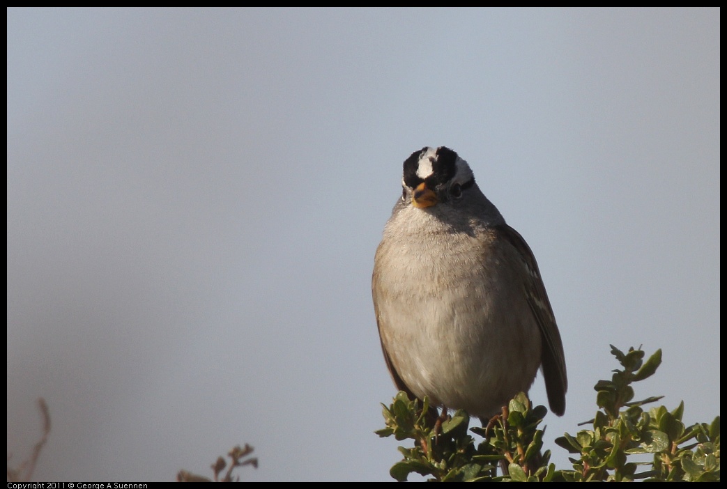 1225-113213-02.jpg - White-crowned Sparrow